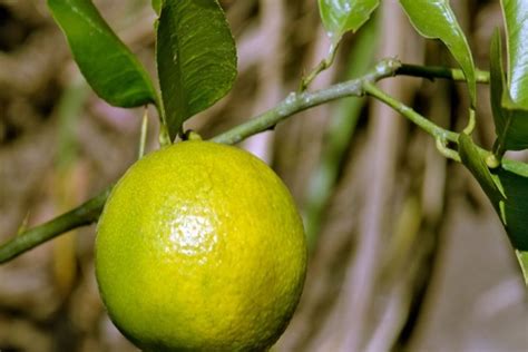 limon çamı kaç yıl yaşar
